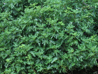 pianta di fichi, foglie