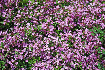 Obraz premium Pink flowers background