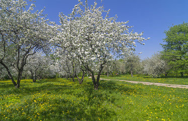 Fototapeta na wymiar The path in an old abandoned apple orchard during flowering.