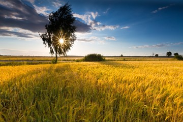 Landscape of corn field at summer sunset