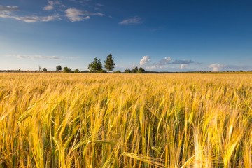 Landscape of corn field at summer sunset