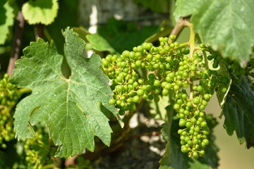 Unreife Weintraube an Weinstock