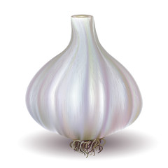 garlic bulb on white background. Vector illustration.