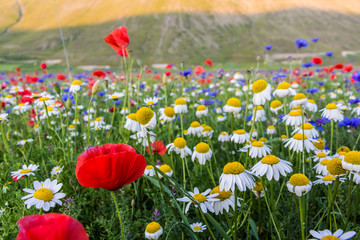Fioritura Castelluccio di Norcia, Italia