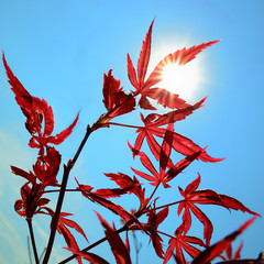 F&auml;cherahorn vor Himmel