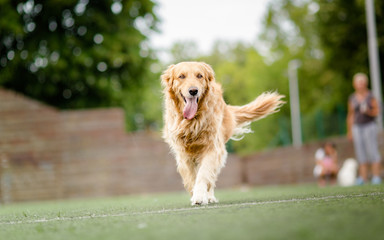 Golden retriever dog portrait in park
