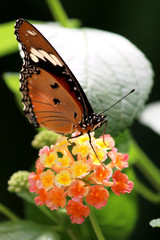 Butterfly on a yellow flower