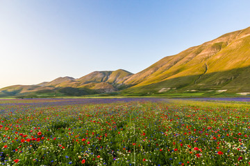Fioritura Castelluccio di Norcia, Italia