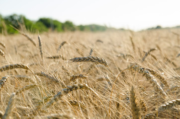 Fototapeta premium yellow wheat field
