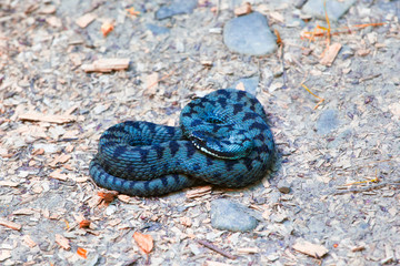 Common european adder