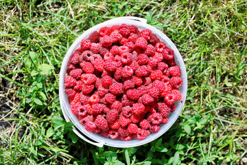 Fresh red raspberries in plastic bucket