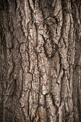Bark of Oak Tree