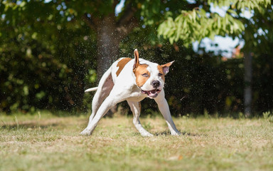 American staffordshire terrier wet dog shaking