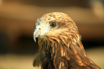 Black Kite