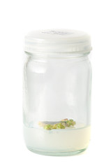 plant tissue culture