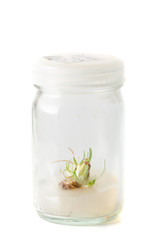 plant tissue culture