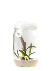 plant tissue culture