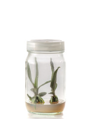 plant tissue culture