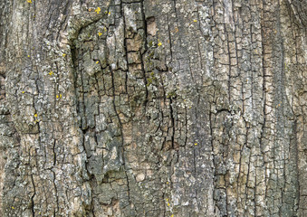 old tree bark surface