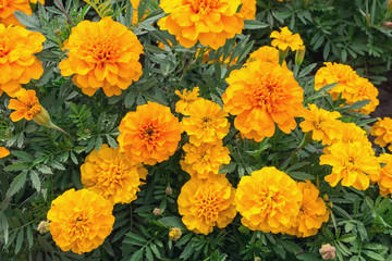 Orange marigolds on the flowerbed. Gardens and flowers