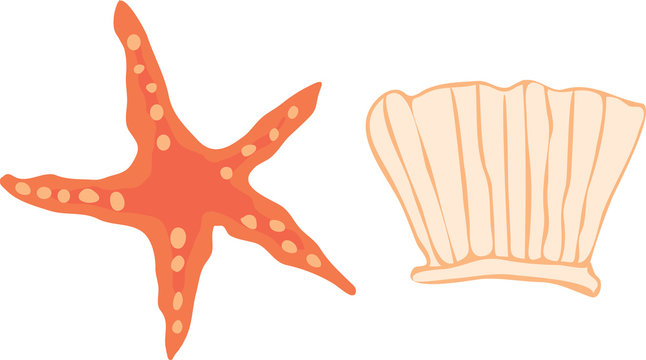 sink starfish clams sea vector