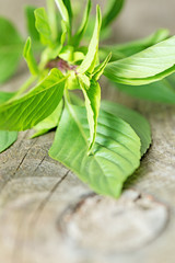 Fresh basil leafs on wooden table vertical