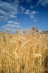 Weizenfeld mit Ähren im Sommer mit blauem Himmel