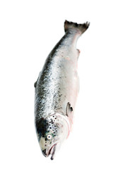 Sea trout isolated on white