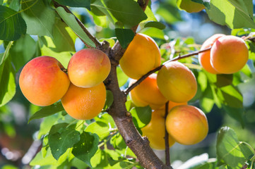 Ripe apricots