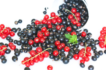 Black currant and red currant