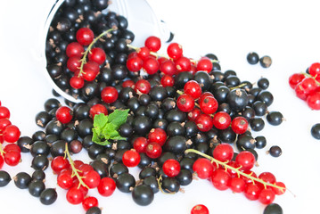 Black currant and red currant
