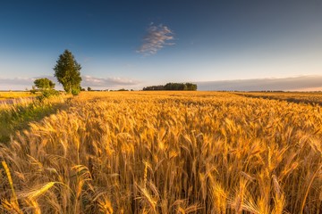 Landscape of corn field at summer sunset - obrazy, fototapety, plakaty