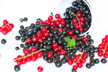 Black currant and red currant