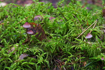 Mushrooms in the wood