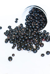 Black currant