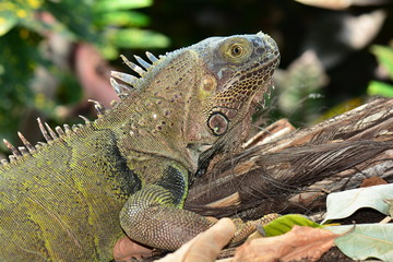 Green Iguana looks into the camera for its portrait.