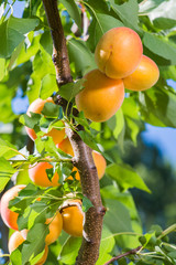 Ripe apricots