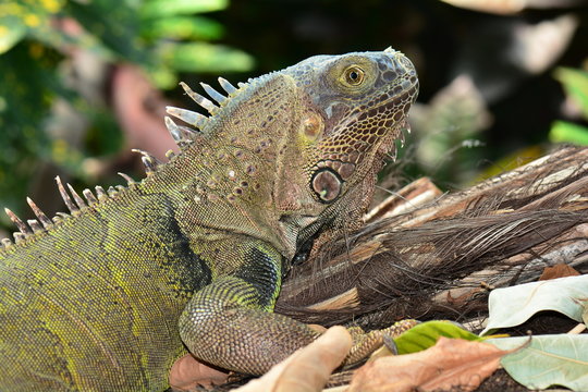 Green Iguana looks into the camera for its portrait.