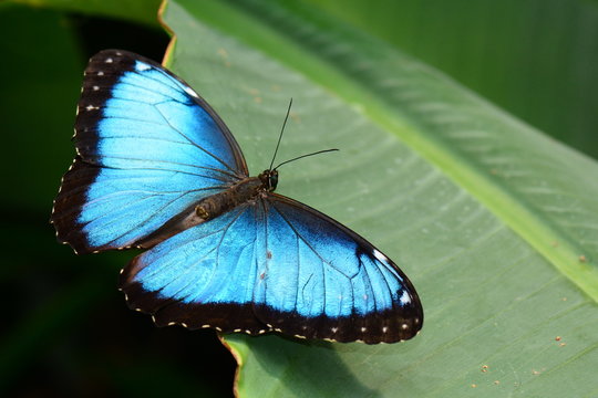 Blue morpho butterfly shows off its beauty.