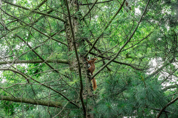 Red Squirrel jumps on the tree