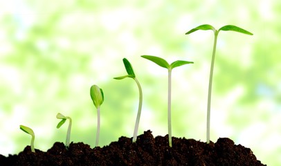Grow, growing, plant.