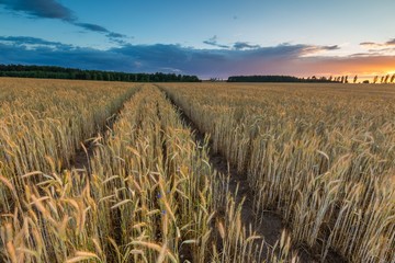 Landscape of corn field at summer sunset © milosz_g