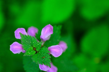 lila blume und gruen oben