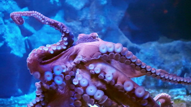 Giant octopus spreads tentacles and attach on glass at the aquarium