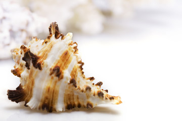 Obraz na płótnie Canvas Close up view of Exotic shell on a white background