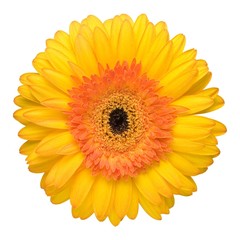 Close up of the beautiful yellow daisy
