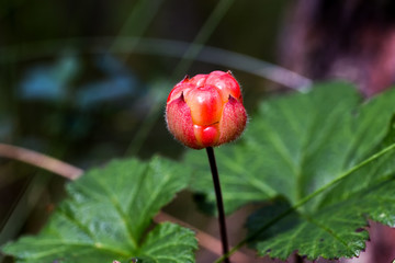 Морошка в лесу