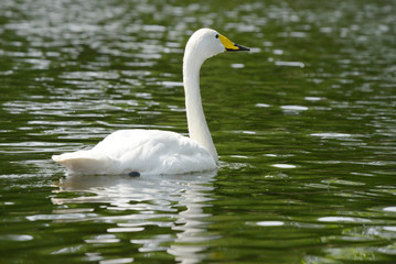 Obraz premium Whooper Swan