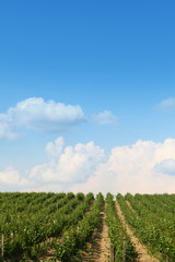 Fototapeta na wymiar Beautiful vineyard landscape