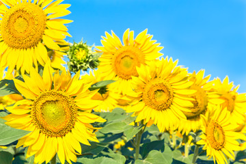 Flowers of yellow sunflowers close up
